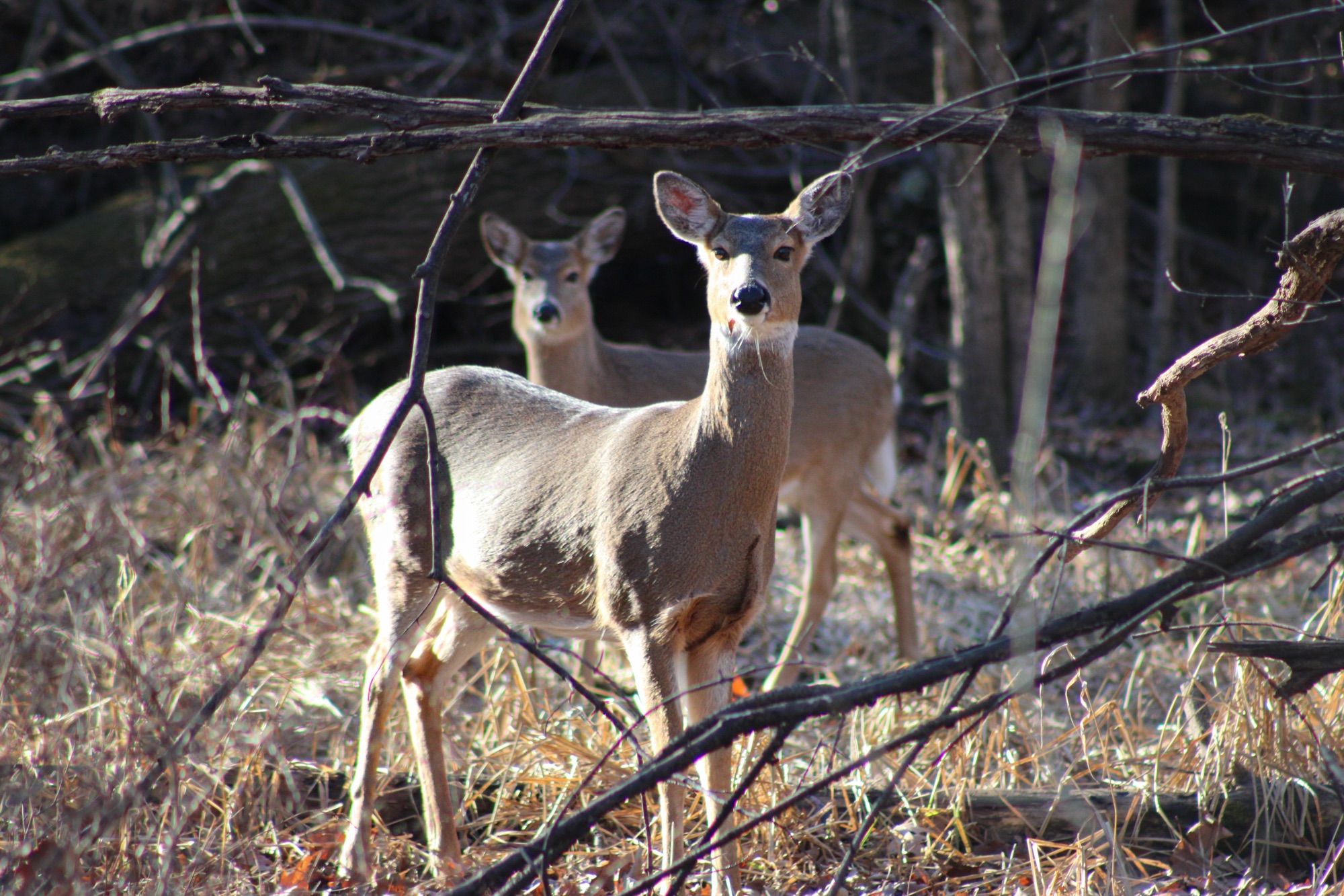 Exploring Deer Grove Forest Preserve